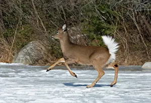 Odocoileus Prints: White-tailed deer (Odocoileus virginianus) running across a snow-covered pond