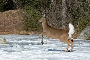 Odocoileus Prints: White-tailed deer (Odocoileus virginianus) running across a snow-covered pond