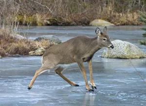 White-tailed Deer (Odocoileus virginianus) sliding on ice. Acadia National Park, Maine, USA