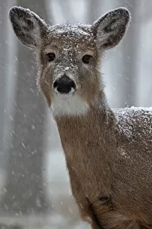 Images Dated 1st January 2000: White-tailed deer (Odocoileus virginianus) in snow, New York, USA, winter