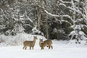 White-tailed deer (Odocoileus virginianus) in snow, Acadia National Park, Maine, USA