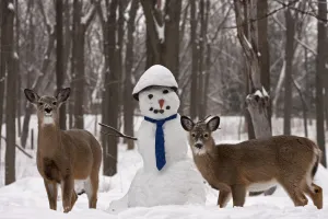 White-tailed deer (Odocoileus virginianus) with snowman, New York, USA
