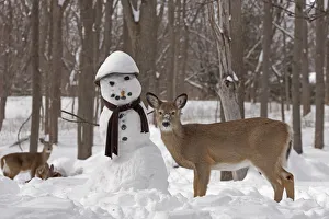 White-tailed deer (Odocoileus virginianus) with snowman, New York, USA