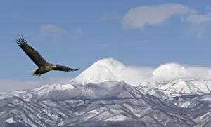 Images Dated 21st February 2014: White-tailed Eagle (Haliaeetus albicilla) in flight with mountains in background