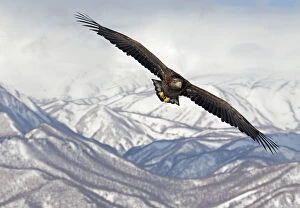 Animal In The Wild Gallery: White-tailed Eagle (Haliaeetus albicilla) in flight with mountains in background