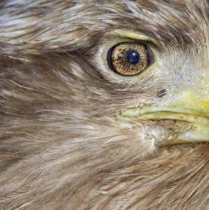 White tailed eagle (Haliaeetus albicilla) close up of eye and face, Hokkaido Japan