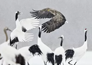 Images Dated 16th February 2014: White tailed eagle (Haliaeetus albicilla) and Red-crowned cranes (Grus japonicus)