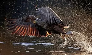 Predation Gallery: White-tailed eagle (Haliaeetus albicilla) taking off with fish prey, Norway, August