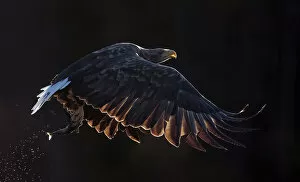 Images Dated 14th May 2020: White-tailed eagle (Haliaeetus albicilla) in flight with fish in talons. Norway. October