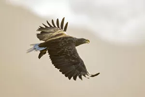 July 2022 Highlights Collection: White tailed eagle (Haliaeetus albicilla) calling in flight, Isle of Mull, Argyll Scotland, UK