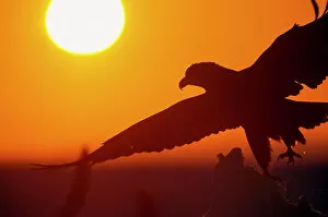 November 2022 Highlights Gallery: White-tailed eagle (Haliaeetus albicilla) taking off from iceberg at sunrise