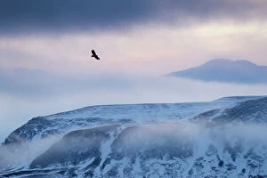 Bird Of Prey Collection: White-tailed eagle (Haliaeetus albicilla) in flight over mountain landscape at dusk, Iceland
