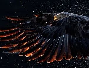 Accipitriformes Prints: White-tailed eagle (Haliaeetus albicilla) with backlit wings, and water spray, Norway