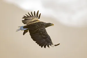 Accipitriformes Prints: White tailed eagle (Haliaeetus albicilla) calling in flight