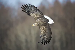 White tailed eagle (Haliaeetus albicilla) caught in a fight. Hokkaido Japan, March