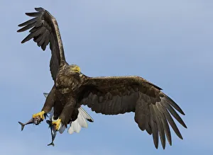 White-tailed eagle (Haliaeetus albicilla) with two fish in talons, Norway, October