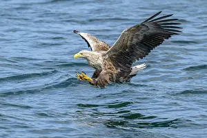 Inner Hebrides Prints: White-tailed eagle (Haliaeetus albicilla) fishing on Loch Na Keel
