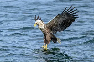 Inner Hebrides Prints: White-tailed eagle (Haliaeetus albicilla) fishing on Loch Na Keel