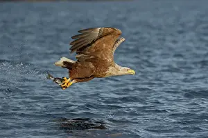 Haliaeetus Prints: White-tailed eagle (Haliaeetus albicilla) fishing over the ocean, Norway. July
