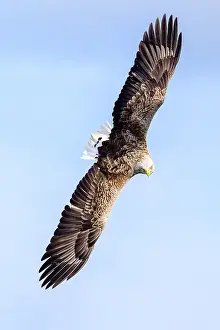 Inner Hebrides Prints: White-tailed eagle (Haliaeetus albicilla) in flight
