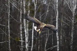 Accipitriformes Prints: White-tailed eagle (Haliaeetus albicilla) in flight