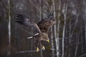 Accipitriformes Prints: White-tailed eagle (Haliaeetus albicilla) in flight