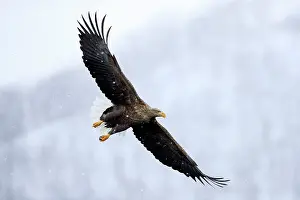 Hokkaido Prints: White-tailed eagle (Haliaeetus albicilla) in flight through falling snow