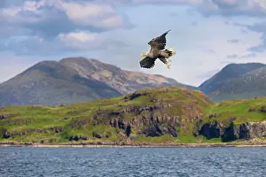 Inner Hebrides Prints: White-tailed eagle (Haliaeetus albicilla) in flight over Loch Na Keel