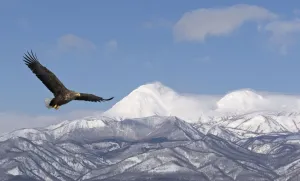 White-tailed Eagle (Haliaeetus albicilla) in flight with mountains in background