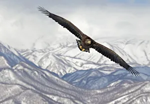 Purpose Prints: White-tailed Eagle (Haliaeetus albicilla) in flight with mountains in background