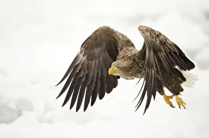 Threatening Prints: White tailed eagle (Haliaeetus albicilla) in flight with snowy background, Rausu