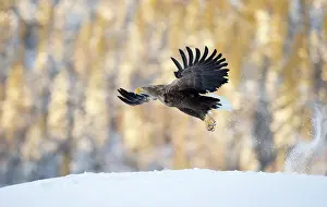 Eagle Prints: White-tailed eagle (Haliaeetus albicilla) flying low over snowy ground, Norway. February
