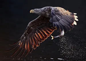 White-tailed eagle (Haliaeetus albicilla) flying over water with fish in talons. Norway
