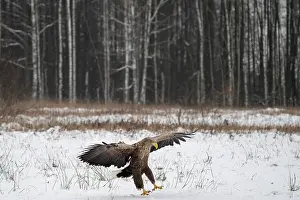 Accipitriformes Prints: White-tailed eagle (Haliaeetus albicilla) landing in snowy field