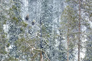 White-tailed eagle (Haliaeetus albicilla) male and female perched on tree in snow