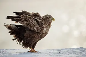 Plumage Prints: White-tailed eagle (Haliaeetus albicilla) shaking its feathers perched on snow-covered harbour wall