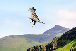 Inner Hebrides Prints: White-tailed eagle (Haliaeetus albicilla) swooping down to feed on fish