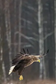 Accipitriformes Prints: White-tailed eagle (Haliaeetus albicilla) taking flight