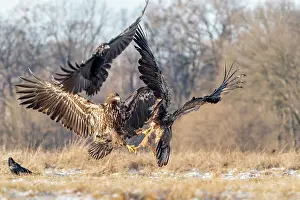 Haliaeetus Prints: Two White-tailed eagles (Haliaeetus albicilla) fighting