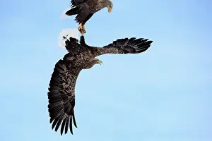 Mid Air Prints: Two White-tailed eagles (Haliaeetus albicilla) fighting over food mid-air