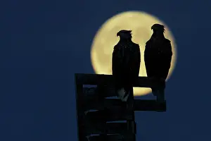 Side By Side Prints: Two White-tailed eagles (Haliaeetus albicilla) silhouetted by a full moon, Norway. October