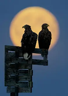 Side By Side Prints: Two White-tailed eagles (Haliaeetus albicilla) silhouetted by a full moon, Norway. October