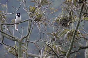 Perching Prints: White-tailed jay (Cyanocorax mystacalis) perched on branch, Macara, Loja, Ecuador