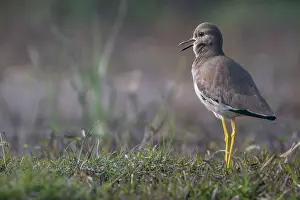 Crested Plover Prints: White-tailed lapwing (Vanellus leucurus) standing on grass