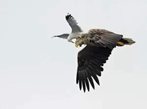 White-tailed Sea Eagle (Haliaeetus albicilla) being attacked by a Common Gull (Larus