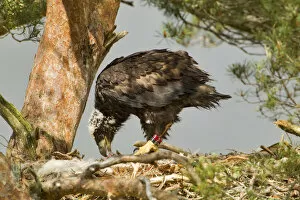 Images Dated 9th June 2011: White-tailed sea eagle (Haliaeetus albicilla) 5 week chick feeding on prey in nest