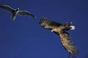 Images Dated 5th August 2008: White tailed sea eagle (Haliaeetus albicilla) and Greater black backed gull (Larus