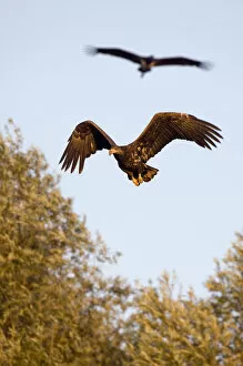 Images Dated 12th September 2008: White tailed sea eagle (Haliaeetus albicilla) in flight, Black stork (Ciconia nigra) above