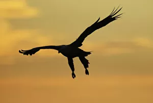 Images Dated 5th August 2008: White tailed sea eagle (Haliaeetus albicilla) in flight silhouetted against an orange sky