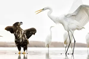 Ardea Gallery: White tailed sea eagle (Haliaeetus albicilla) interacting with Great egret (Ardea alba) Lake Csaj